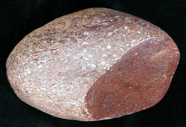 Agatized Dinosaur Bone - Polished #11443